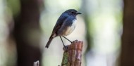 Guided Walks - Half Day Routeburn Nature Walk image 2