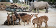 Auckland Zoo - Te Wao Nui - The Living Realm image 10