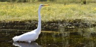 Boat Cruise - Franz Josef Wilderness Tours image 4