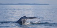 Whale & Dolphin Safari image 1