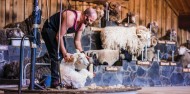 Farm Tour & Sheep Show - Agrodome image 4