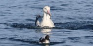 Bird Watching - Albatross Encounter | Kaikoura image 6