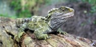 Auckland Zoo - Te Wao Nui - The Living Realm image 4