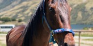 Horse Riding - Ben Lomond Trekking image 2