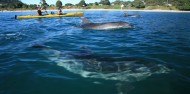 Kayaking - Cathedral Cove Kayak Tours image 3