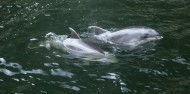 Premium Milford Sound Tour & Cruise from Queenstown image 3