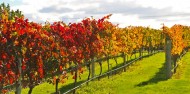 Wine Tours - Napier Wine & Beer Tour image 4