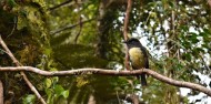 Cruise & Walk - Franz Josef Wilderness Tours image 3