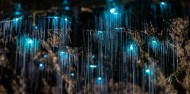 Waitomo Glowworm Caves - Discover Waitomo image 3