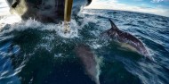 Dolphin & Wildlife Cruise image 8