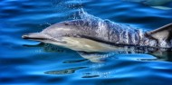 Dolphin & Wildlife Cruise image 5