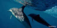 Dolphin & Wildlife Cruise image 7
