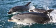 Dolphin Cruise - Explore Group image 1