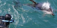 Dolphin Encounter image 3