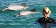 Dolphin Swim - Akaroa Harbour image 2