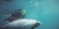 Dolphin Swim - Akaroa Harbour image 8