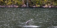 Doubtful Sound Wilderness Day Cruise from Manapouri image 4