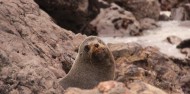 Ultimate Dunedin & Otago Peninsula Day Tour image 4