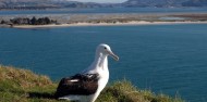 Ultimate Dunedin & Otago Peninsula Day Tour image 6