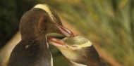 Ultimate Dunedin & Otago Peninsula Day Tour image 5