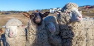 High Country 4WD Farm Tour image 3