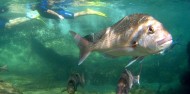 Goat Island Day Tour - Auckland & Beyond Tours image 5