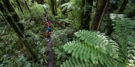 Ziplining - Original Canopy Tour image 4