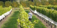 Half Day Wine Tour - Tour Napier image 1