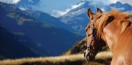 Horse Riding - High Country Horses image 4