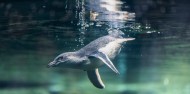 International Antarctic Centre image 4