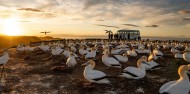 Bird Watching - Cape Kidnappers Gannet Safaris image 2