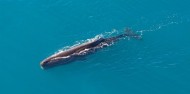 Whale Watching and Scenic Flights - Kaikoura Helicopters image 3