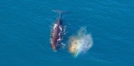 Whale Watching and Scenic Flights - Kaikoura Helicopters image 5