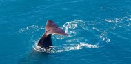 Whale Watching and Scenic Flights - Kaikoura Helicopters image 6