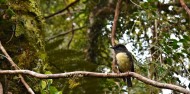 Kayak & Walk - Franz Josef Wilderness Tours image 3