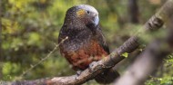 Wildlife Park - Kiwi Birdlife Park image 2