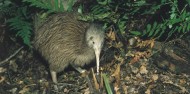 Wildlife Park - Kiwi Birdlife Park image 9