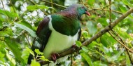 Wildlife Park - Kiwi Birdlife Park image 12