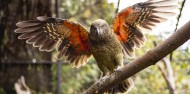 Wildlife Park - Kiwi Birdlife Park image 7