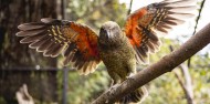 Wildlife Park - Kiwi Park image 7
