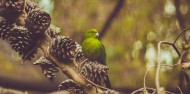 Wildlife Park - Kiwi Park image 8