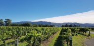 Half Day Morning Wine Tour - Marlborough Wine Tours image 6