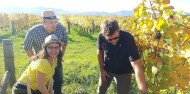 Half Day Morning Wine Tour - Marlborough Wine Tours image 5