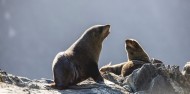 Milford Sound Nature Cruise - RealNZ image 5