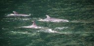 Milford Sound Premium Cruise - RealNZ image 5
