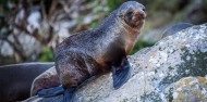 Milford Sound Fly, Walk, Cruise, Fly image 8