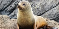 Motuara Island & Dolphin Watching Cruise - E-ko Tours image 6
