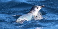 Motuara Island & Dolphin Watching Cruise - E-ko Tours image 8