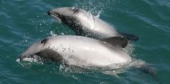 Motuara Island & Dolphin Watching Cruise - E-ko Tours image 4