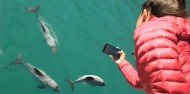 Motuara Island & Dolphin Watching Cruise - E-ko Tours image 2